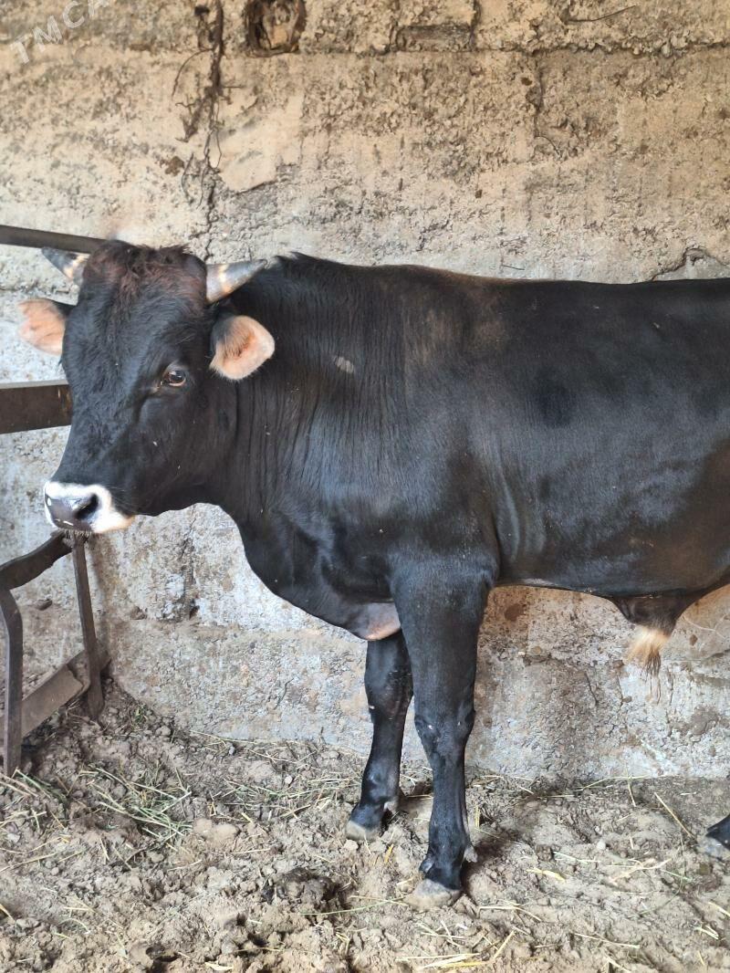 Okuz - Бузмеин - img 2