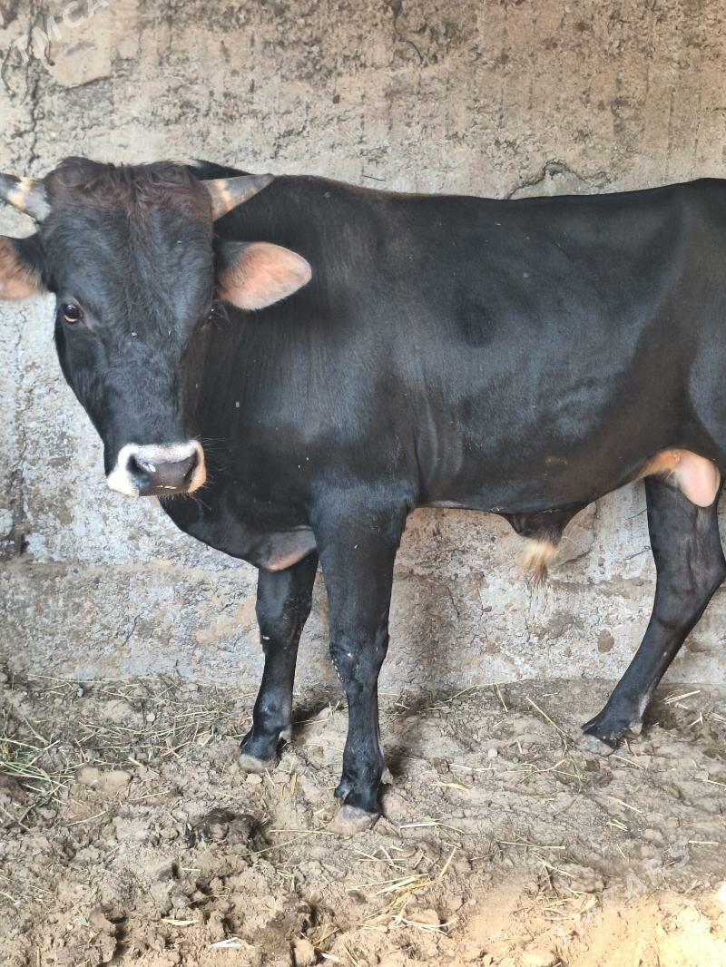 Okuz - Бузмеин - img 3