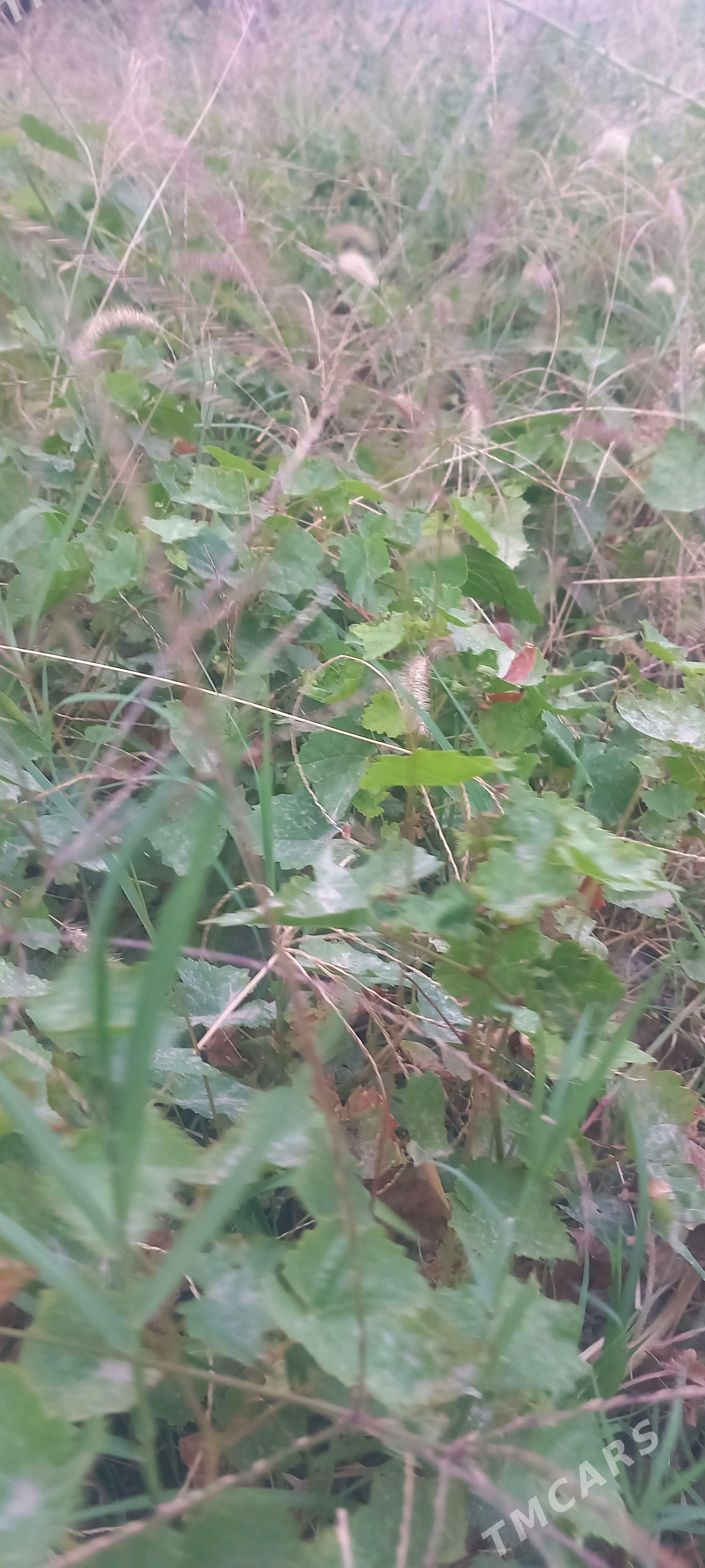 ùzùm sitiler - Gökdepe - img 2