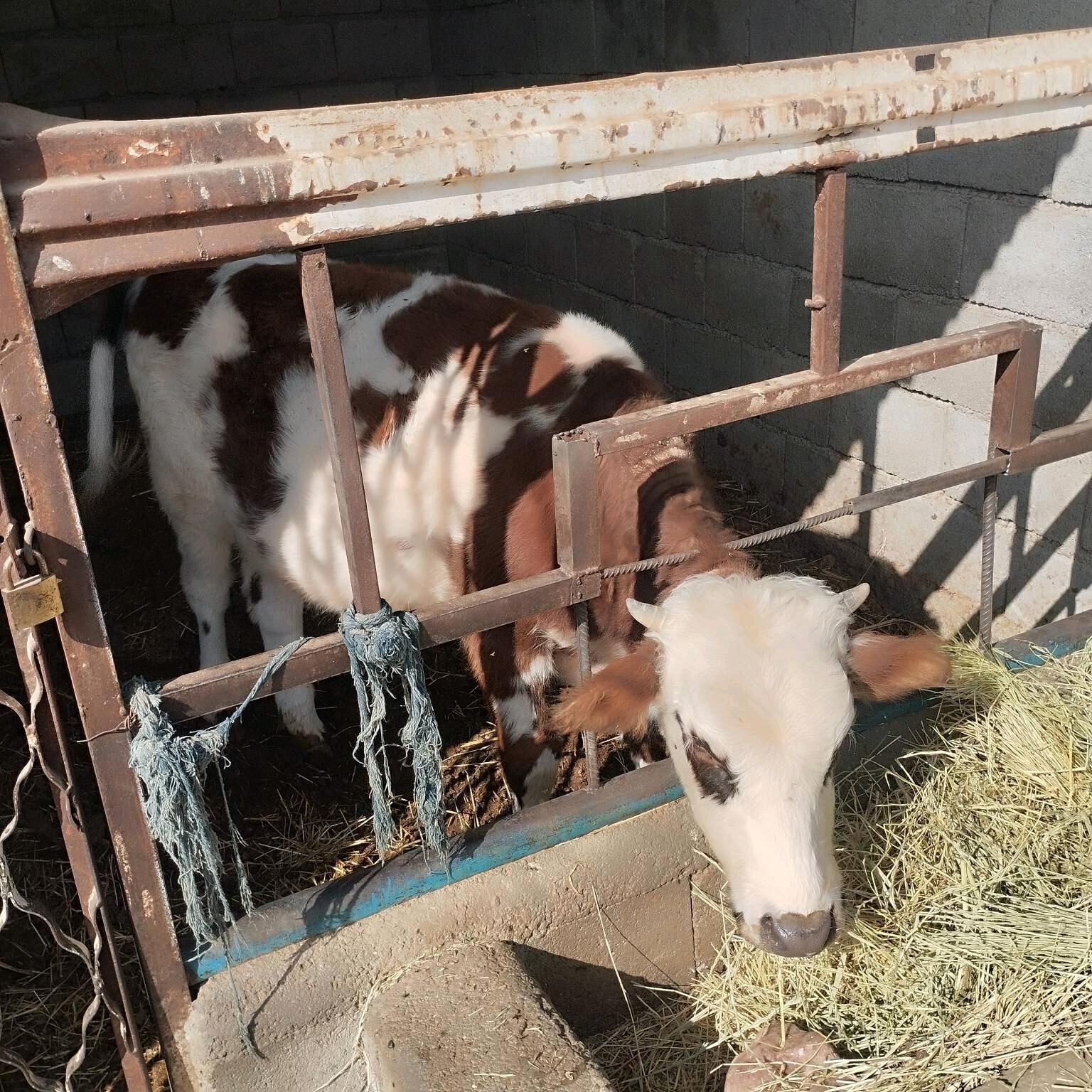 Öküz, Öküzçe - Bagyr - img 2