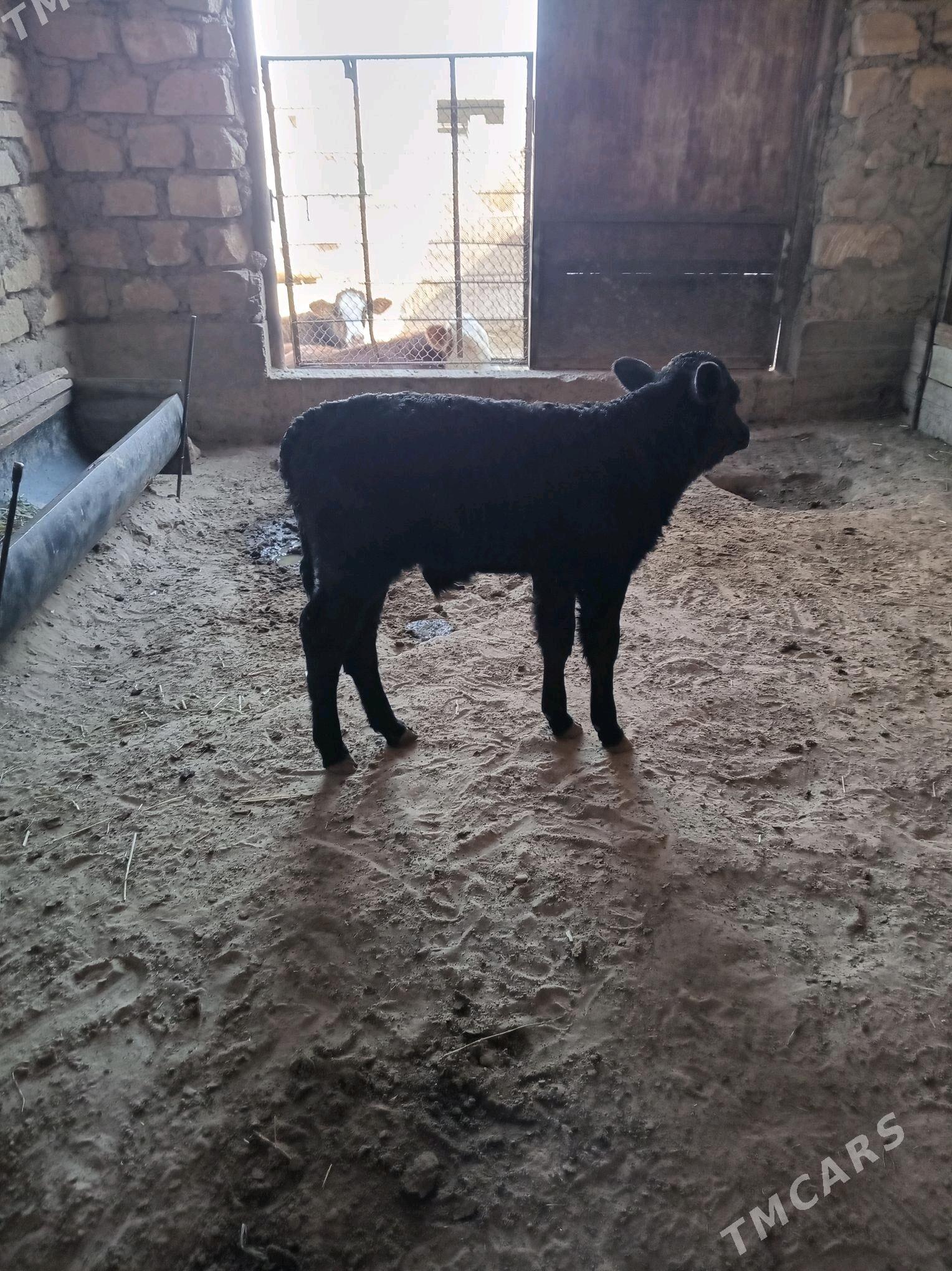 sygyr - Гумдаг - img 4