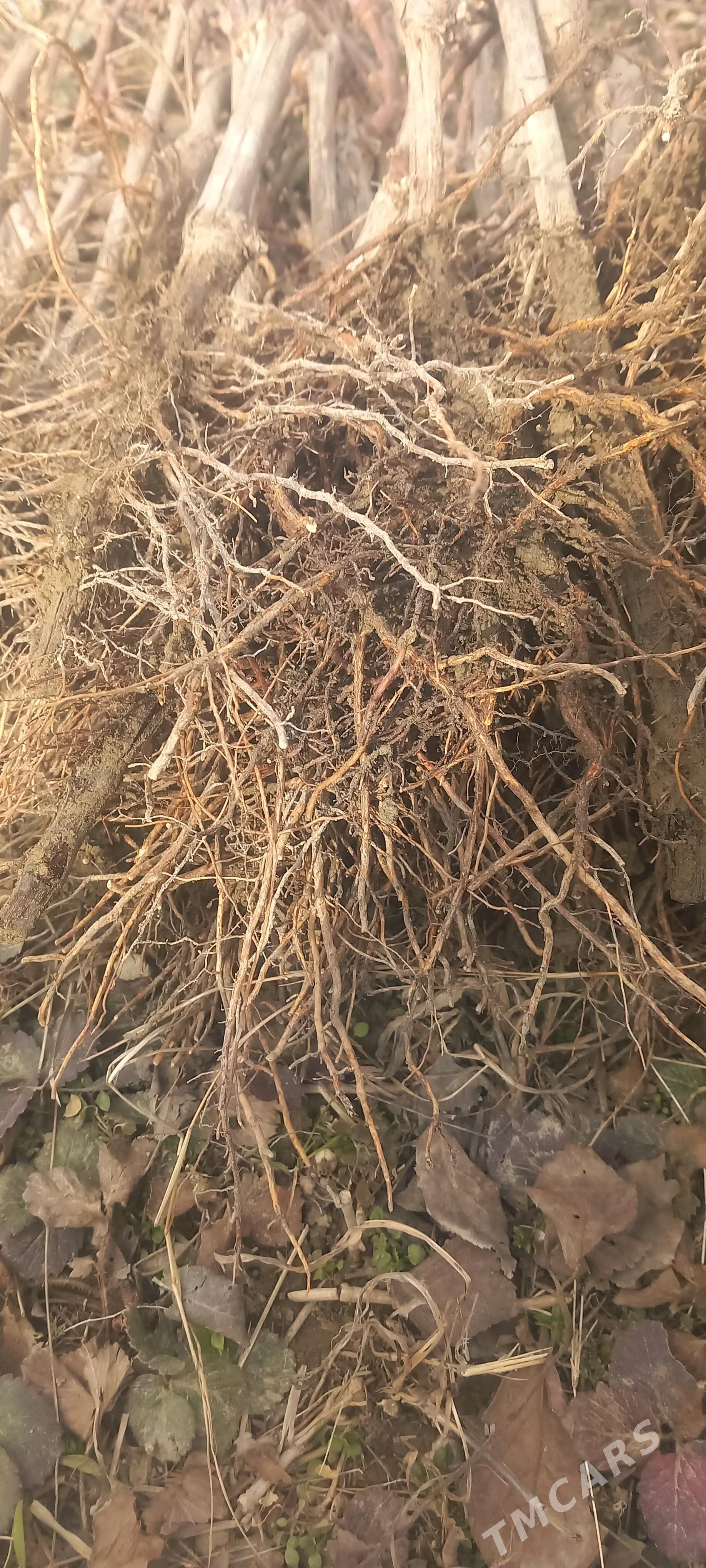 ùzùm sitiler - Gökdepe - img 3