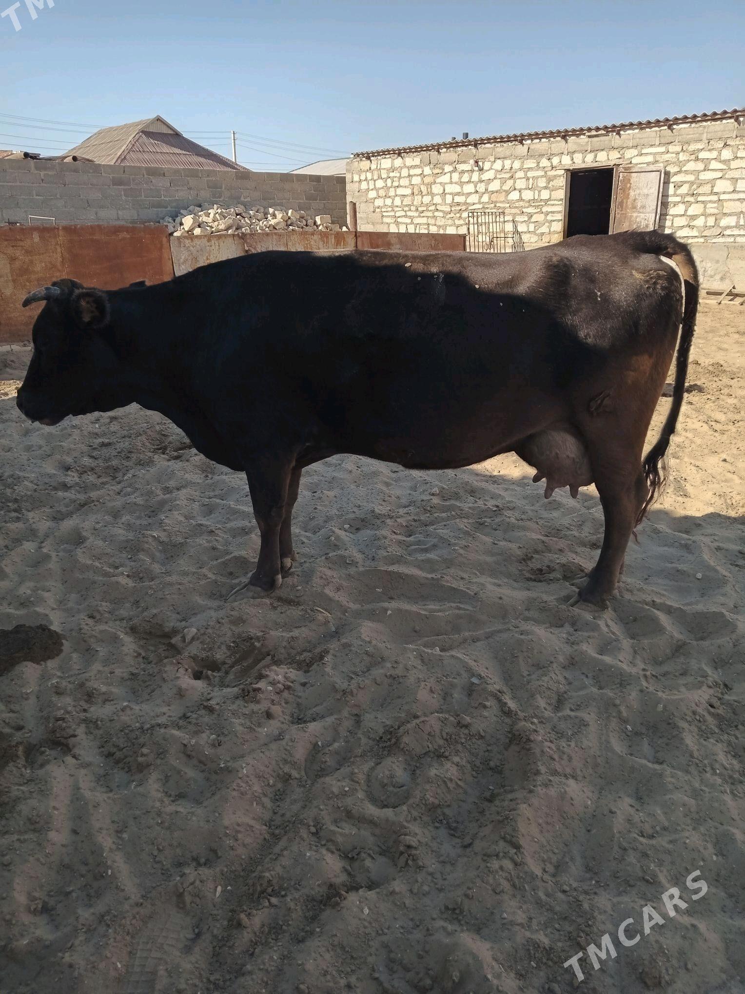 sygyr - Гумдаг - img 5