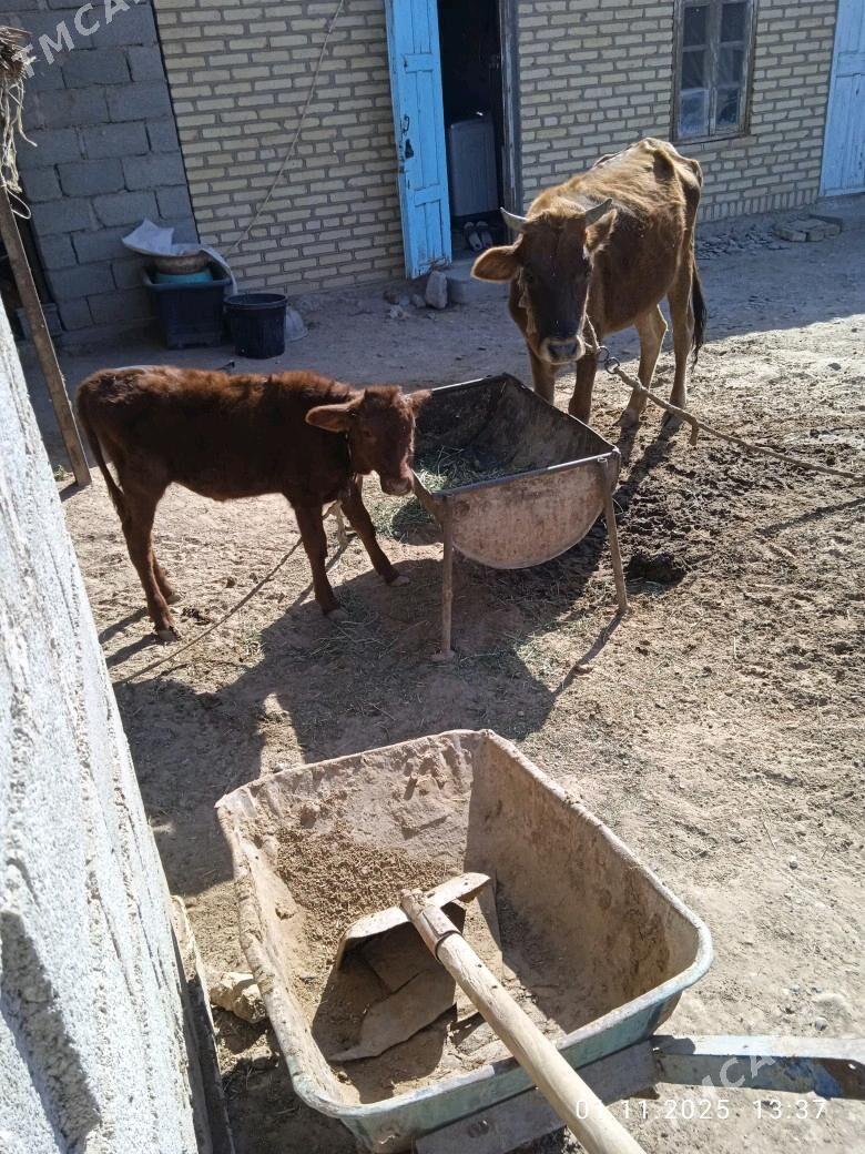 goleli sygyr - Babadaýhan - img 1