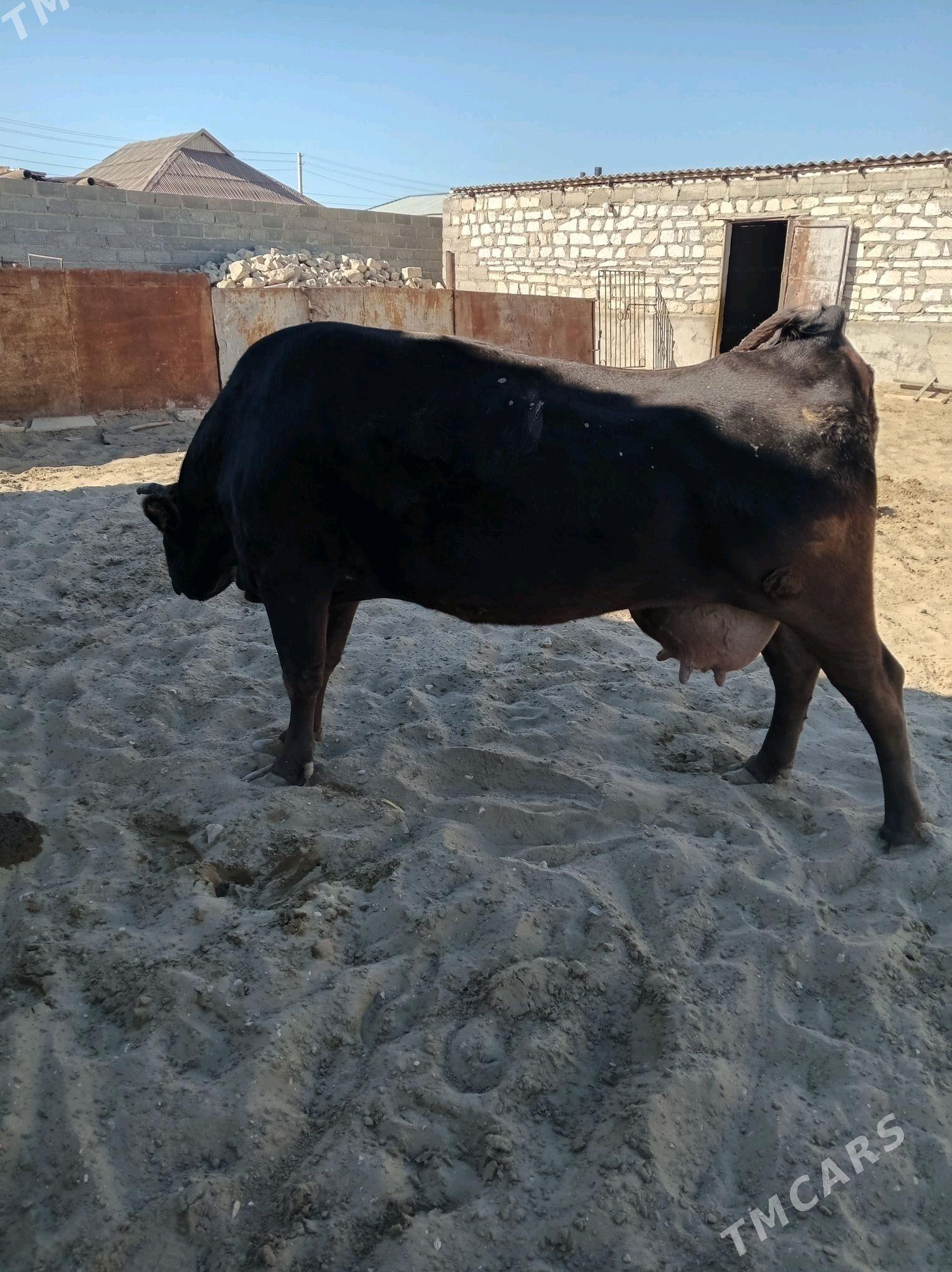 sygyr - Гумдаг - img 6