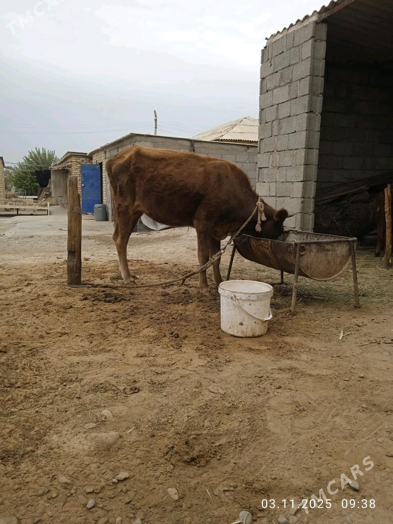 goleli sygyr - Babadaýhan - img 2