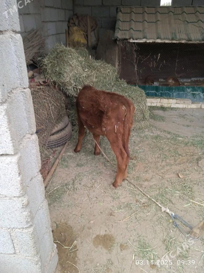 goleli sygyr - Babadaýhan - img 3