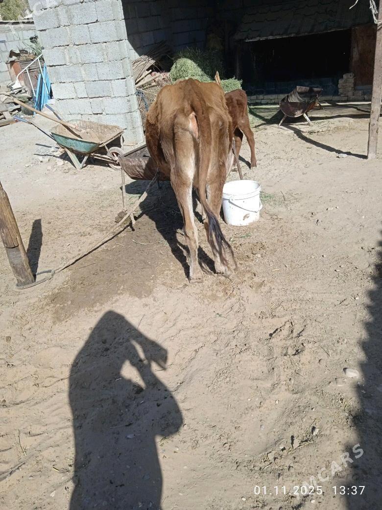 goleli sygyr - Babadaýhan - img 7