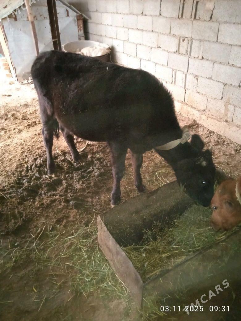 tuwe - Babadaýhan - img 2