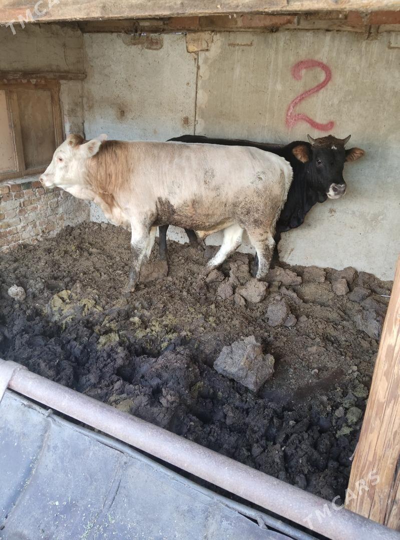 okuz - Ашхабад - img 3