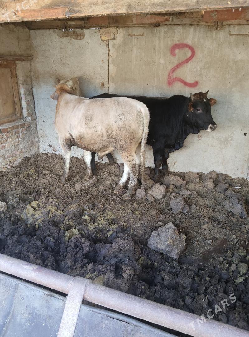 okuz - Ашхабад - img 4