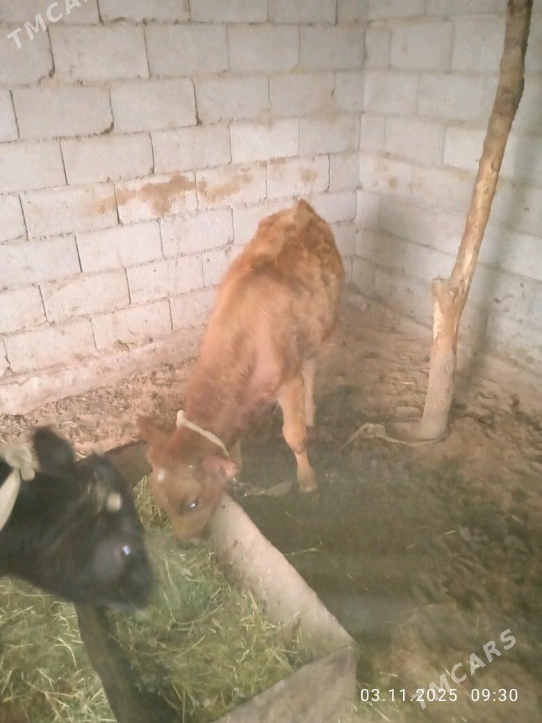 ökiz - Babadaýhan - img 2