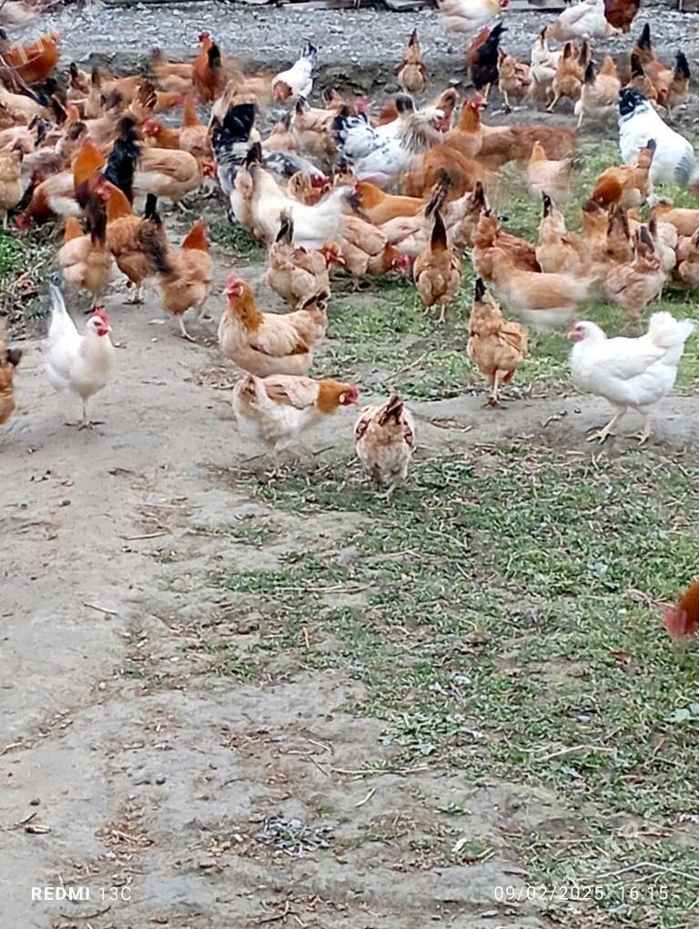 towuk - Бахарден - img 1