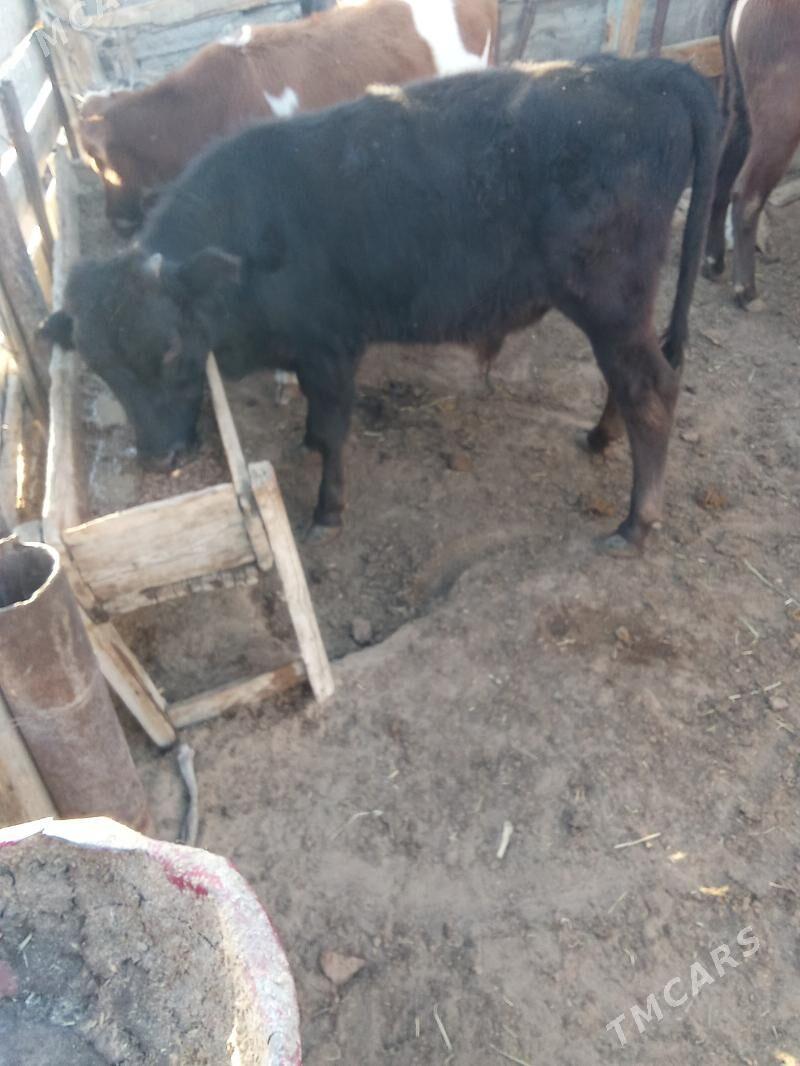 Oküz - Эсенгулы - img 2