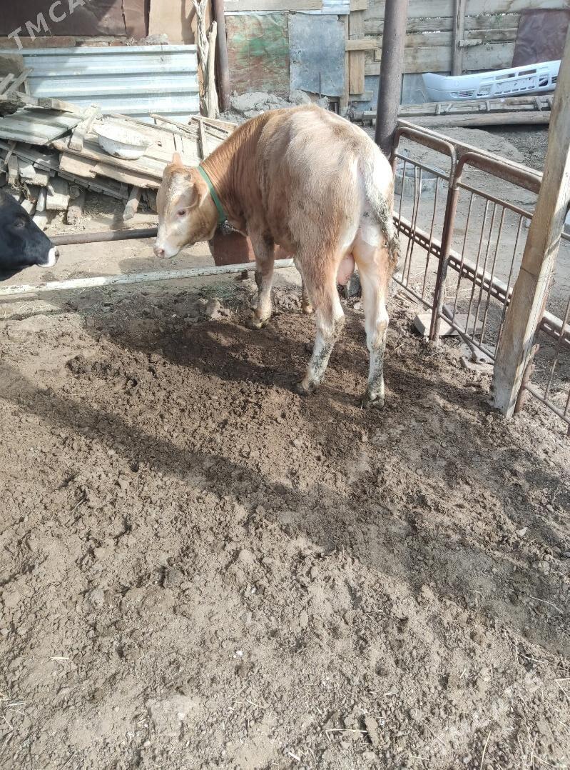 okuz - Ашхабад - img 3