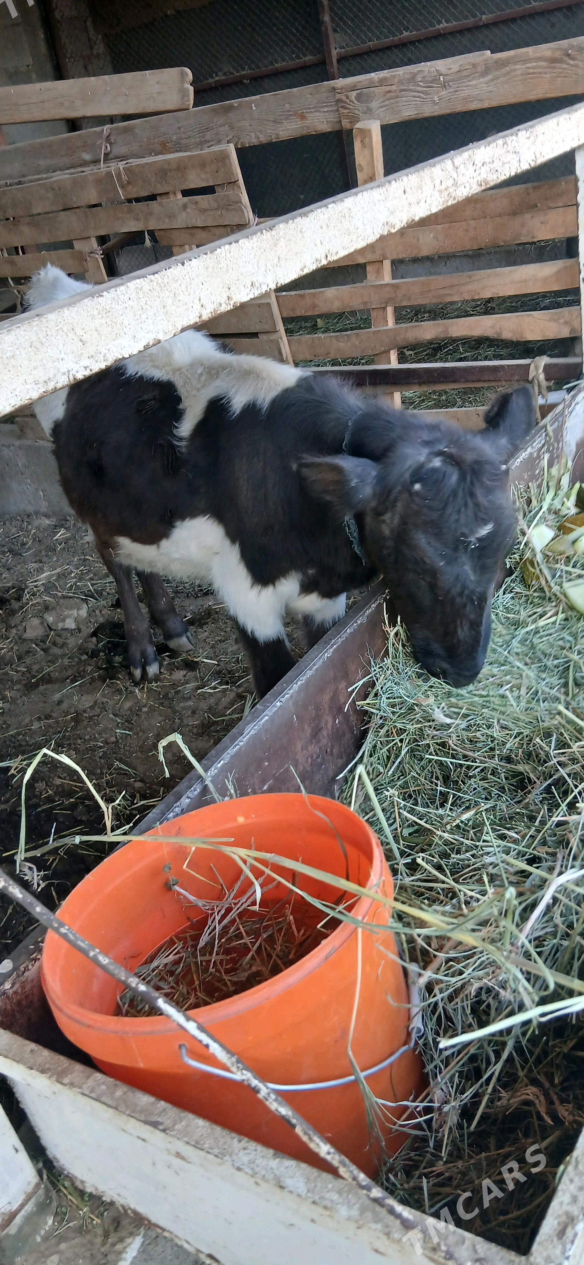 tuwe - Бузмеин - img 2