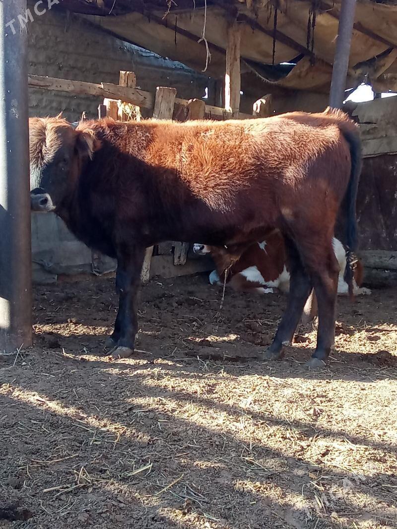 oküz - Эсенгулы - img 1