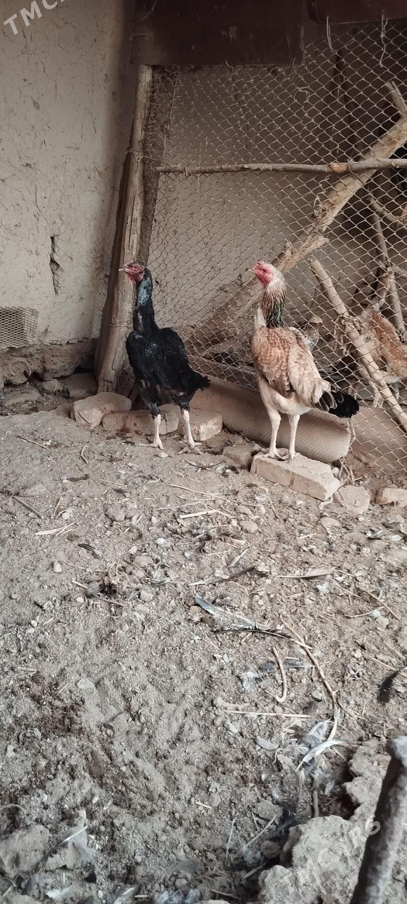 parota towuklar - Саят - img 2