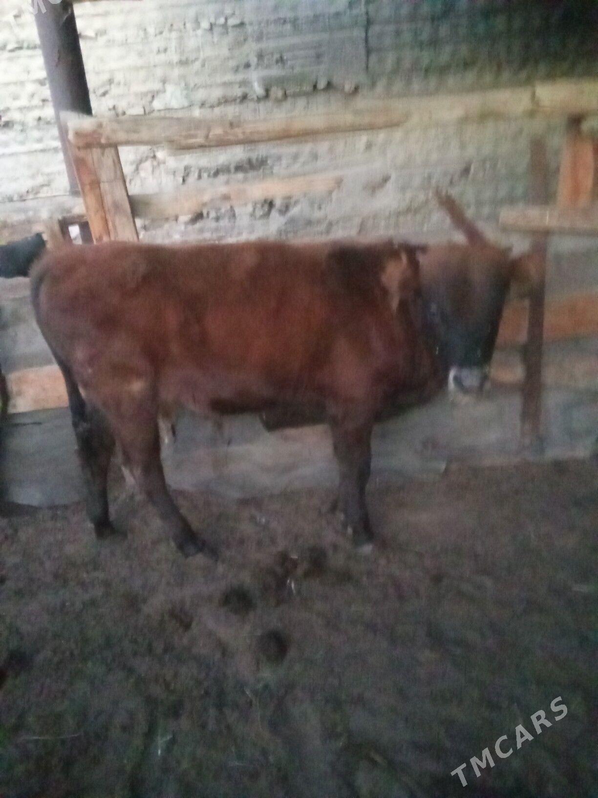 oküz - Эсенгулы - img 3