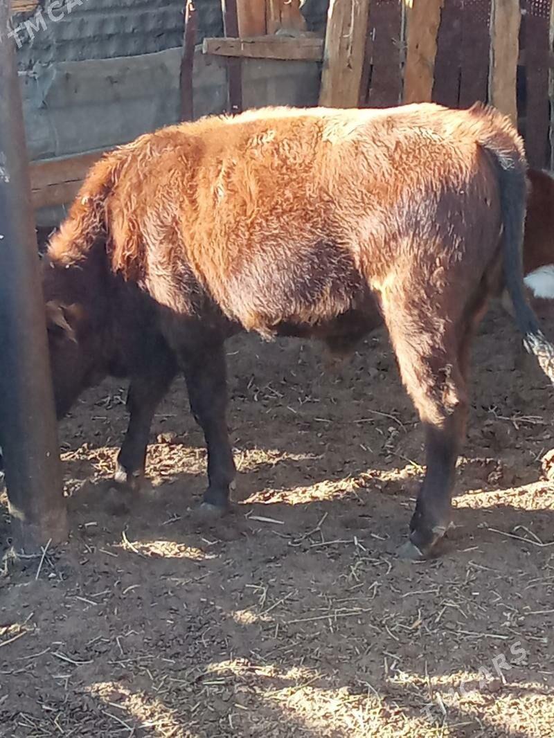 oküz - Эсенгулы - img 2