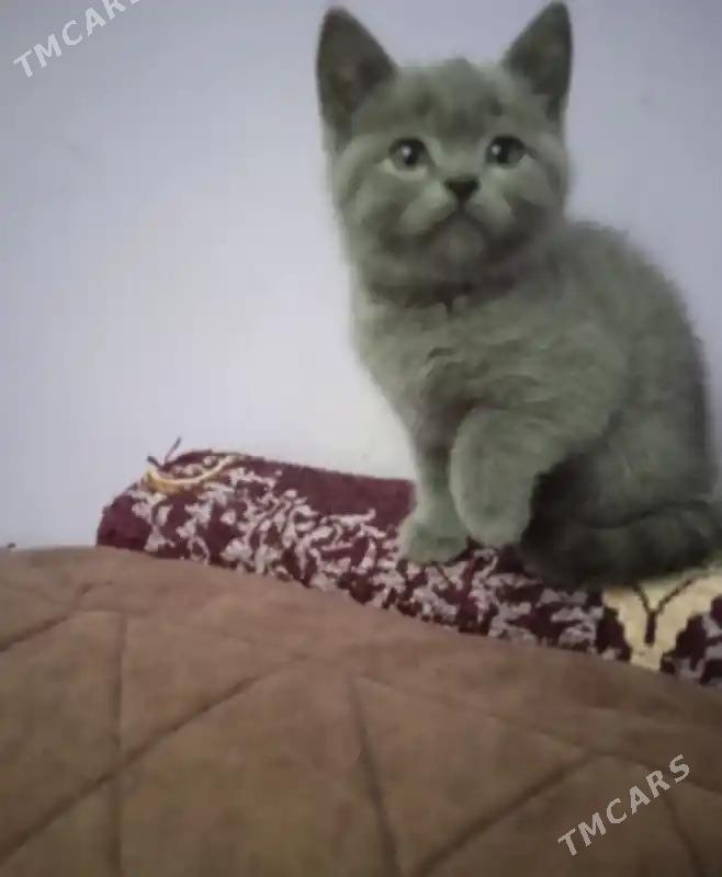 котята - Türkmenabat - img 2