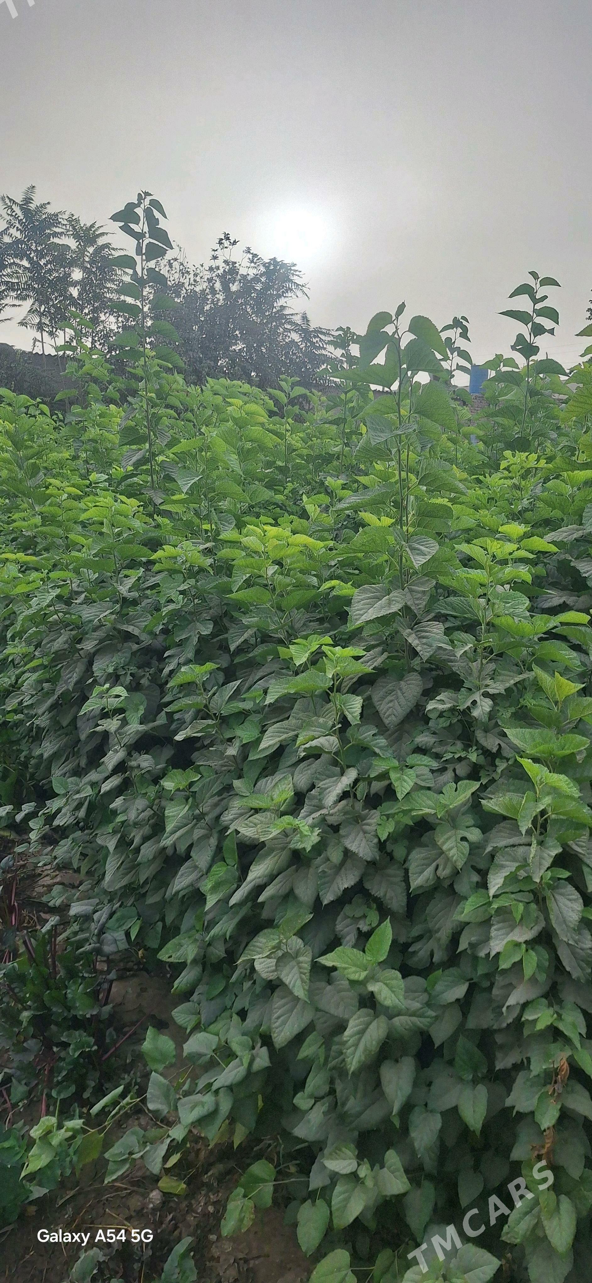 tut nahaly - Халач - img 2