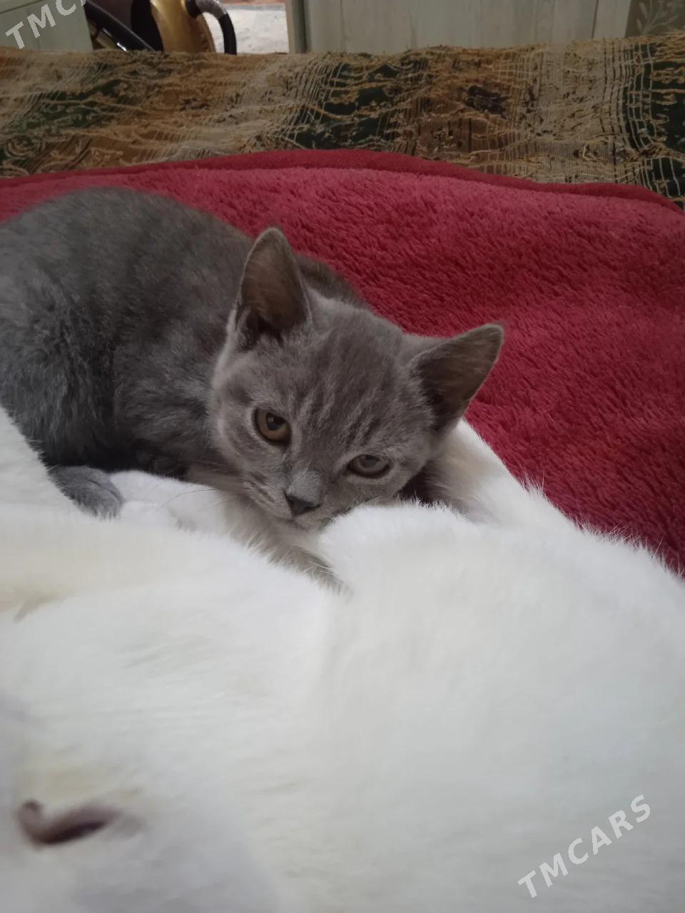 котята - Türkmenabat - img 1