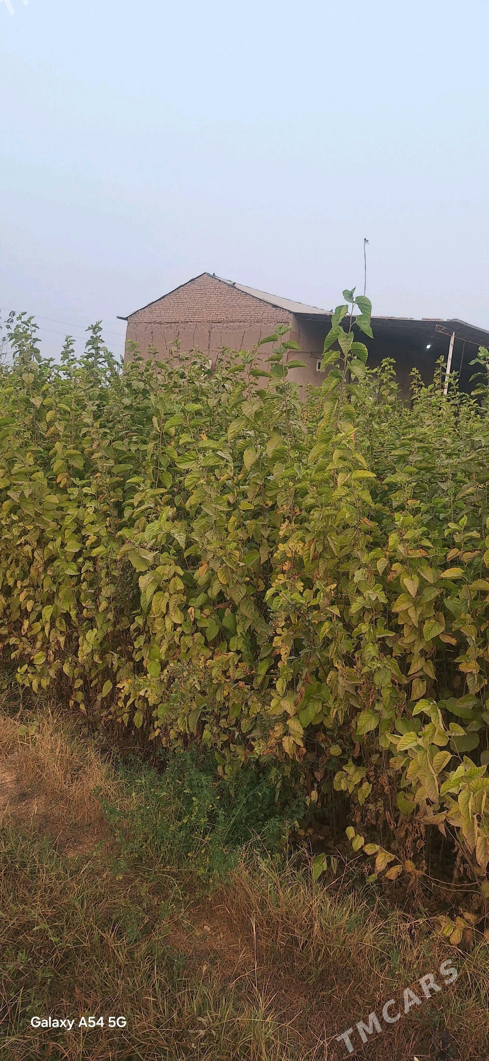 tut nahaly - Халач - img 3