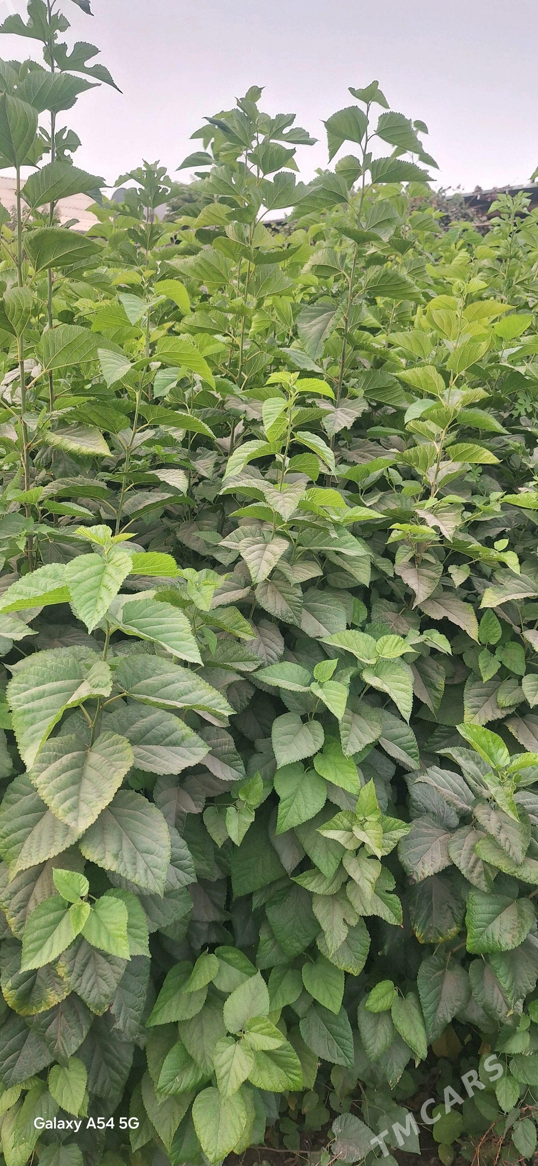 tut nahaly - Халач - img 1