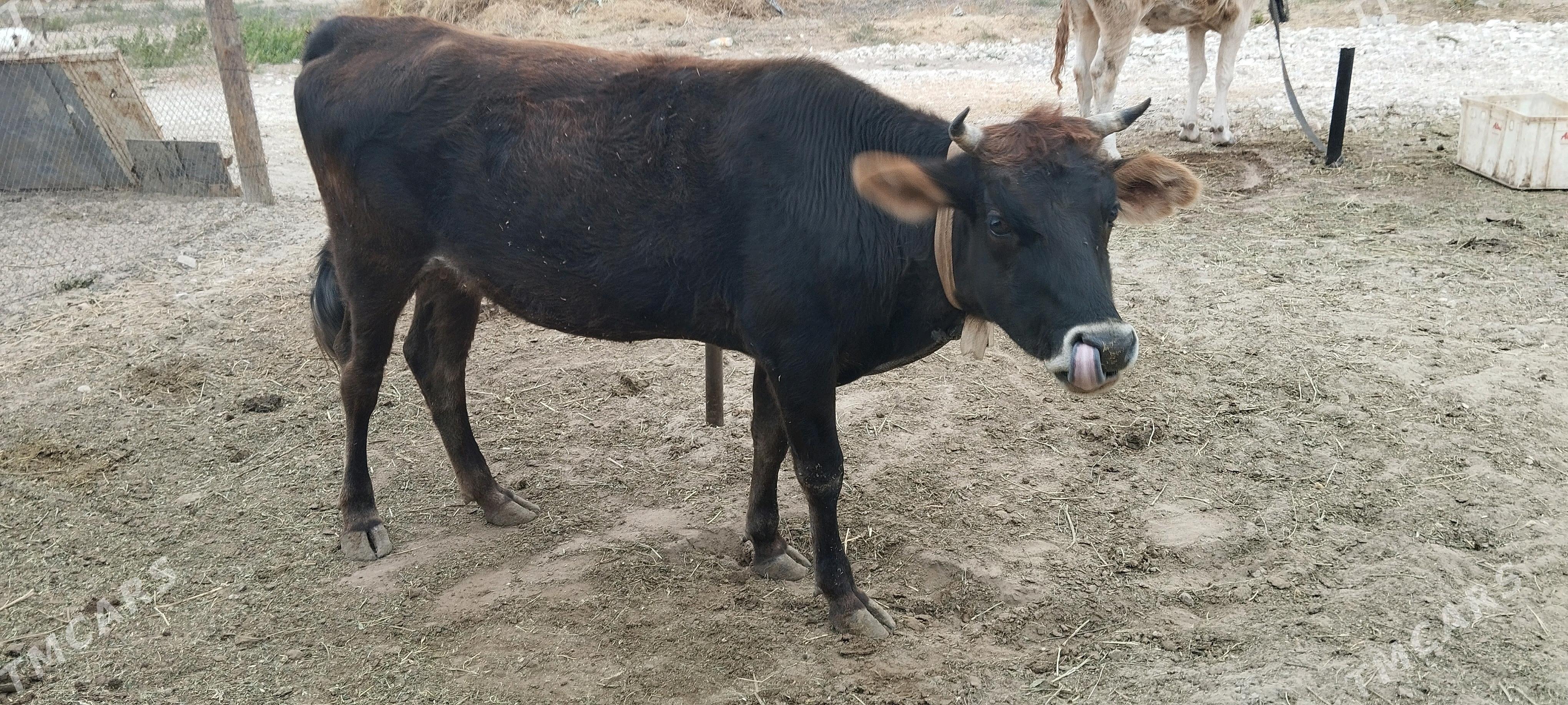 TUVE BOGOZ 6 AY - Aşgabat - img 2