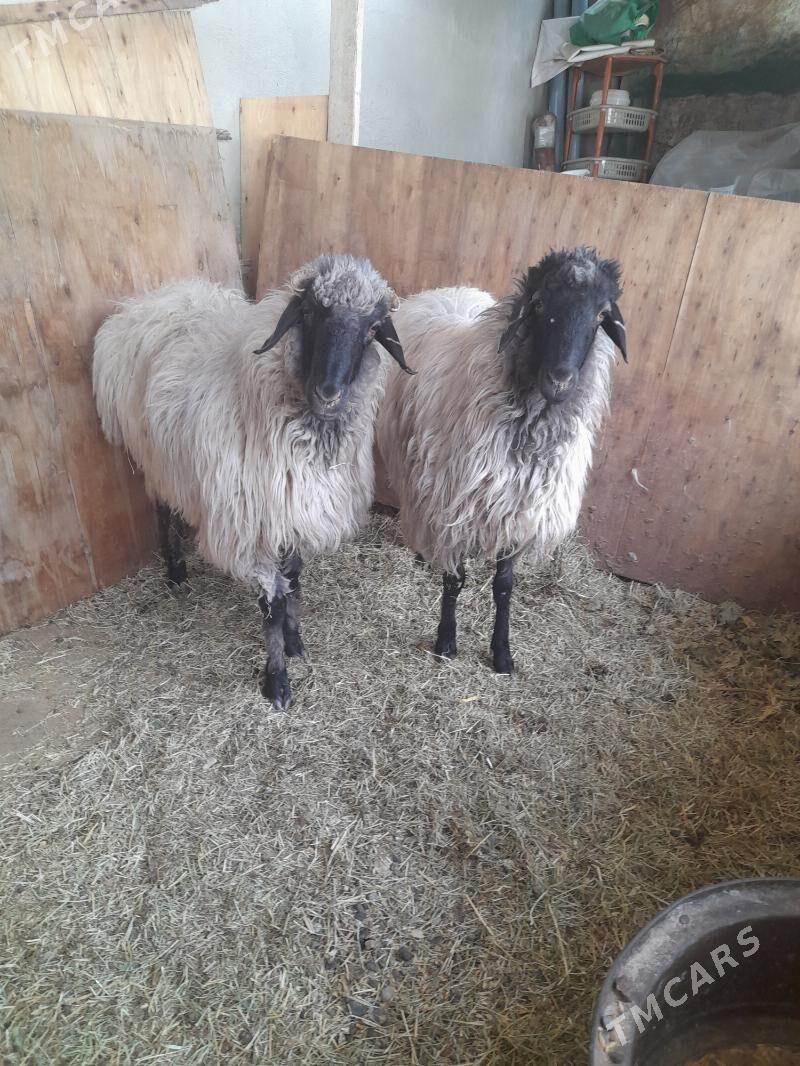 goyun - Ашхабад - img 3