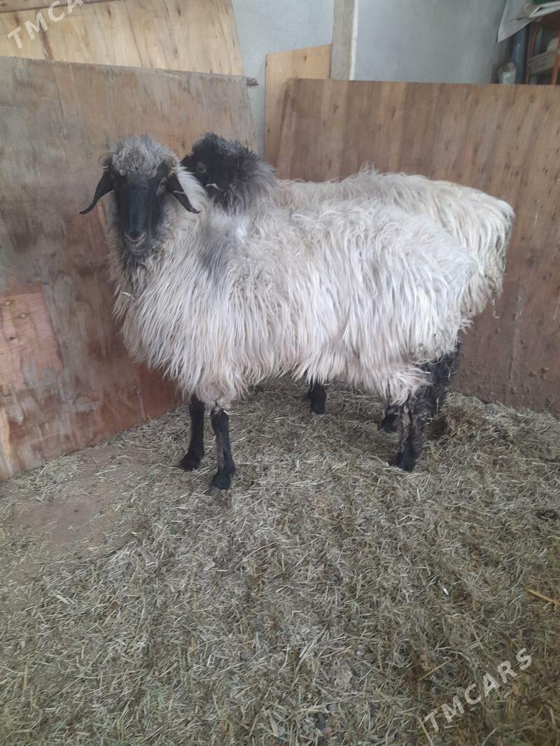 goyun - Ашхабад - img 1