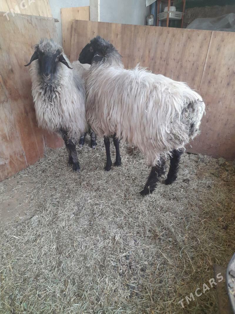 goyun - Ашхабад - img 2