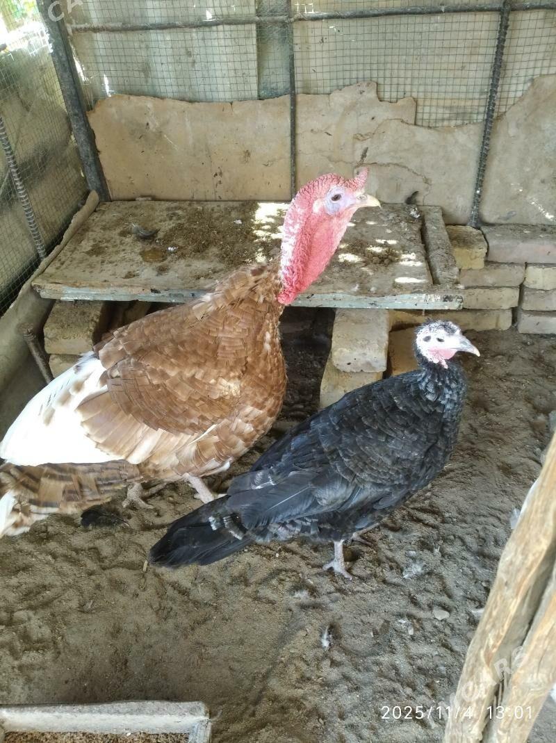 курке - Фарап - img 4