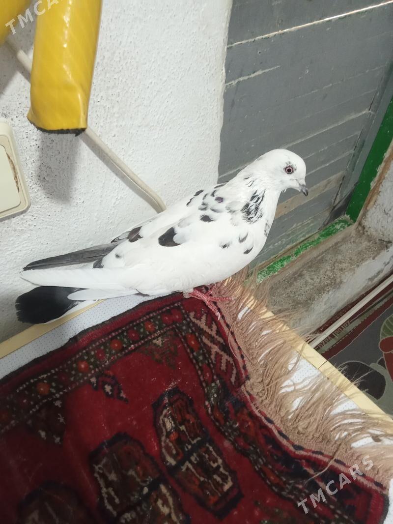 kepderi - Гызыларбат - img 2