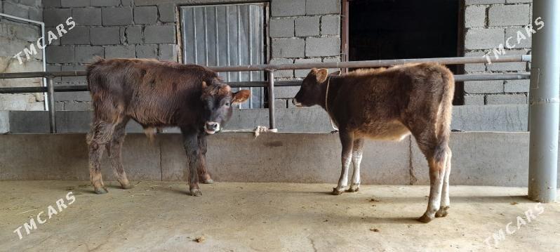 öküz - Бузмеин - img 5