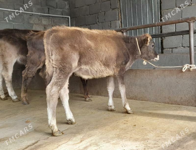 öküz - Бузмеин - img 6