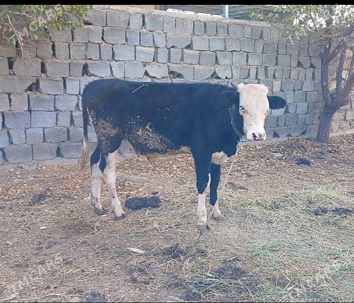 Simental Okuz - Бузмеин - img 1