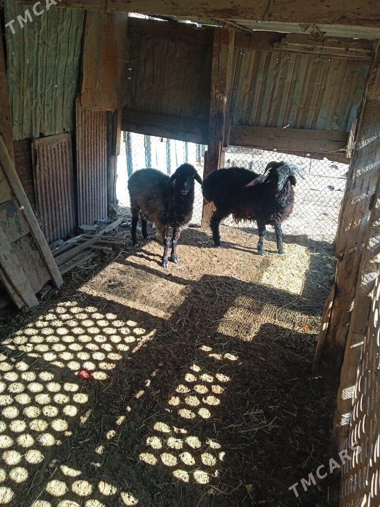 gara köli - Бузмеин - img 2