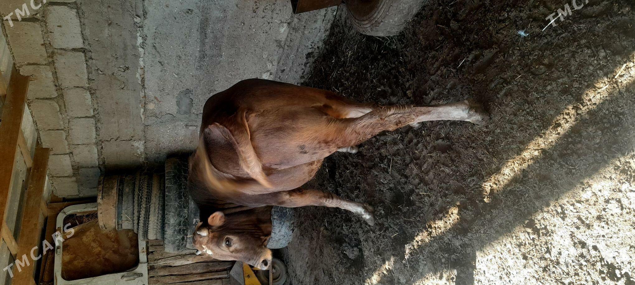 okuz - Эсенгулы - img 1