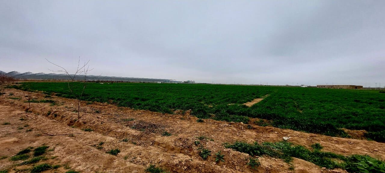 Anew 9 gektar önümçilik - Änew - img 2