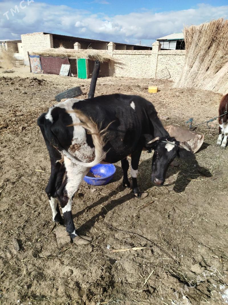 СЫГЫР - Чарджоу - img 4