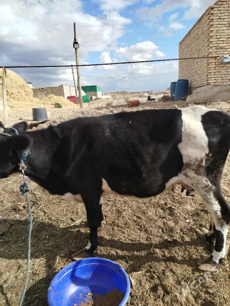 СЫГЫР - Чарджоу - img 2