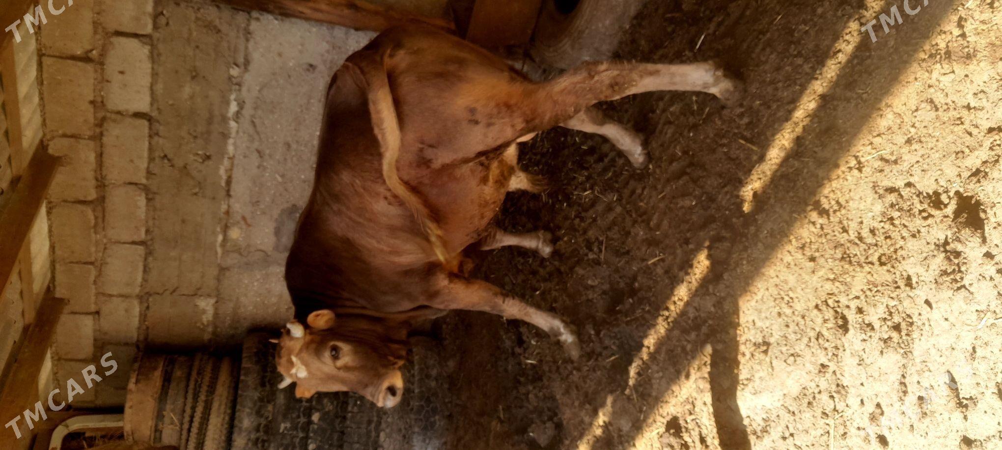 okuz - Эсенгулы - img 2