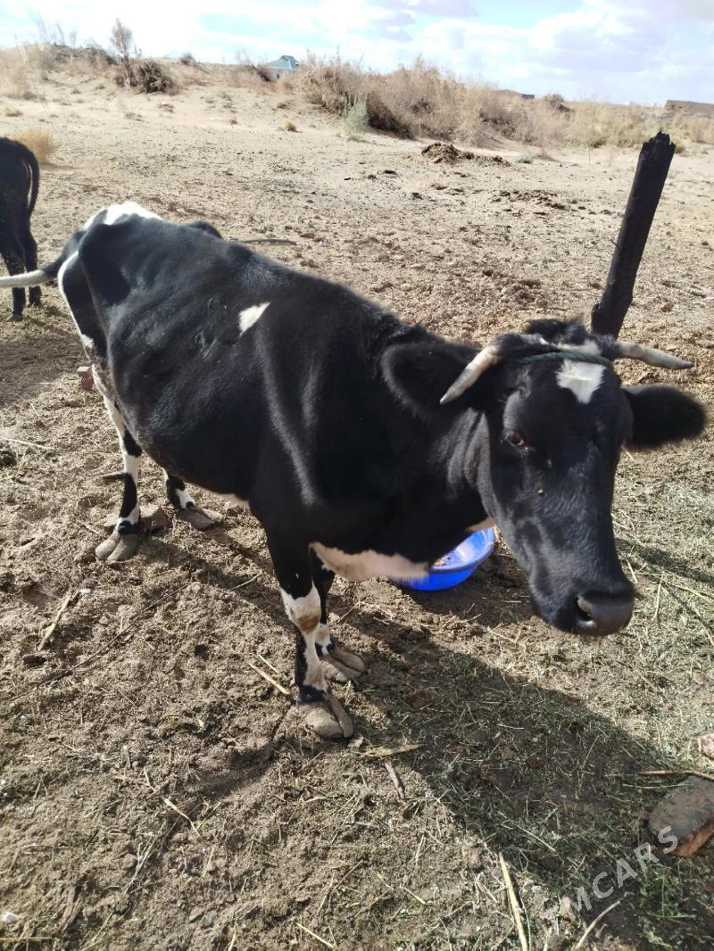 СЫГЫР - Чарджоу - img 3