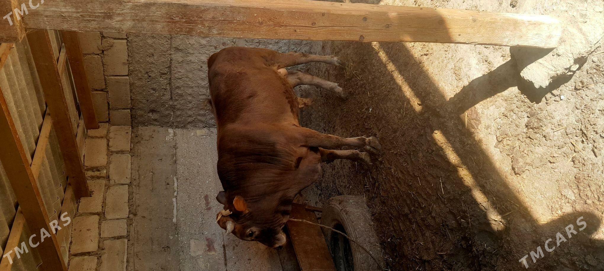 okuz - Эсенгулы - img 3