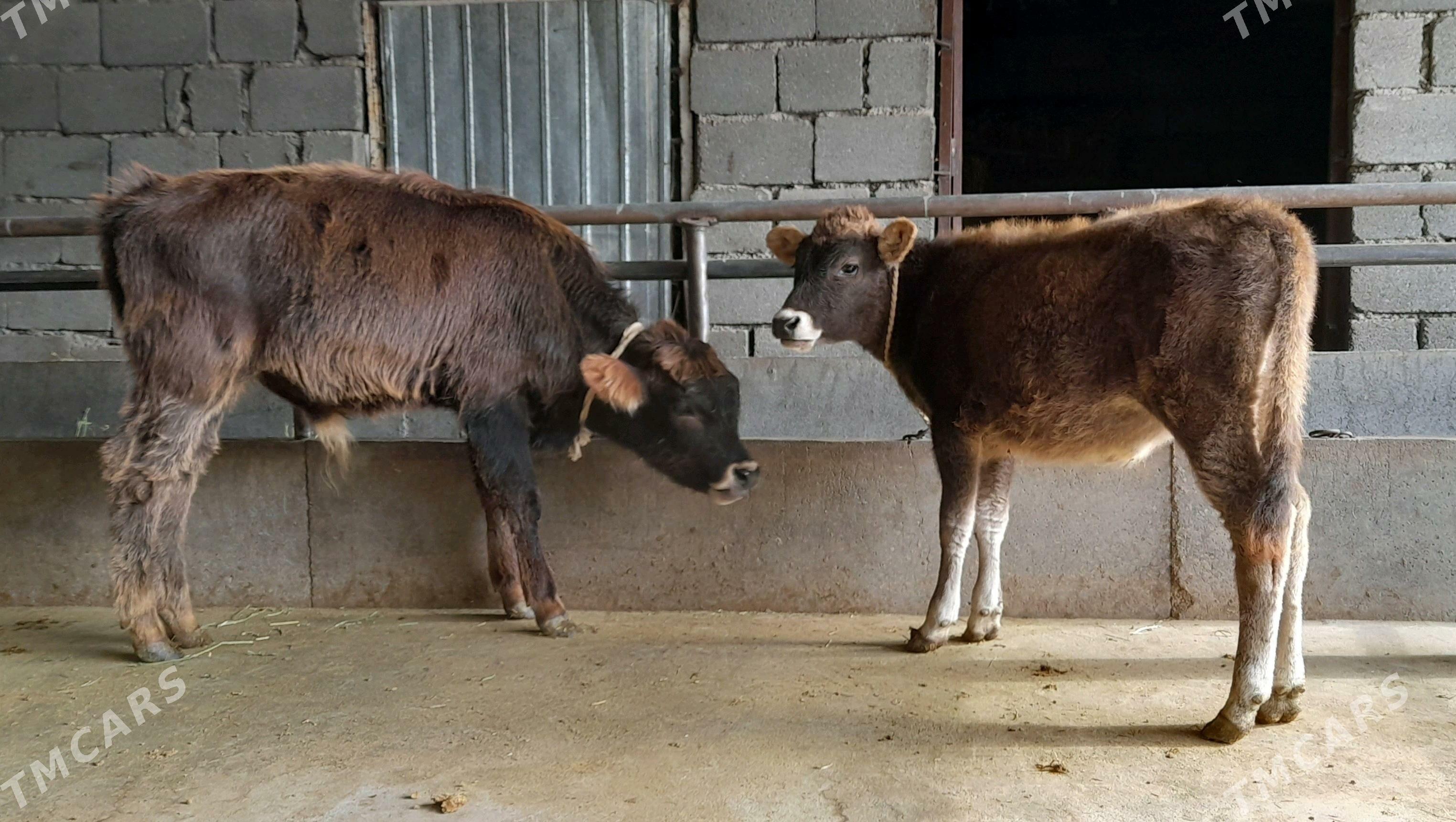 öküz - Бузмеин - img 3