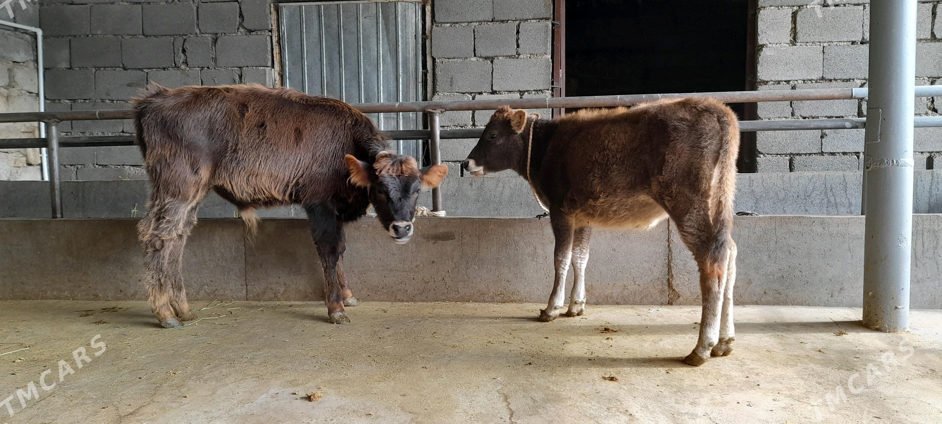 öküz - Бузмеин - img 4