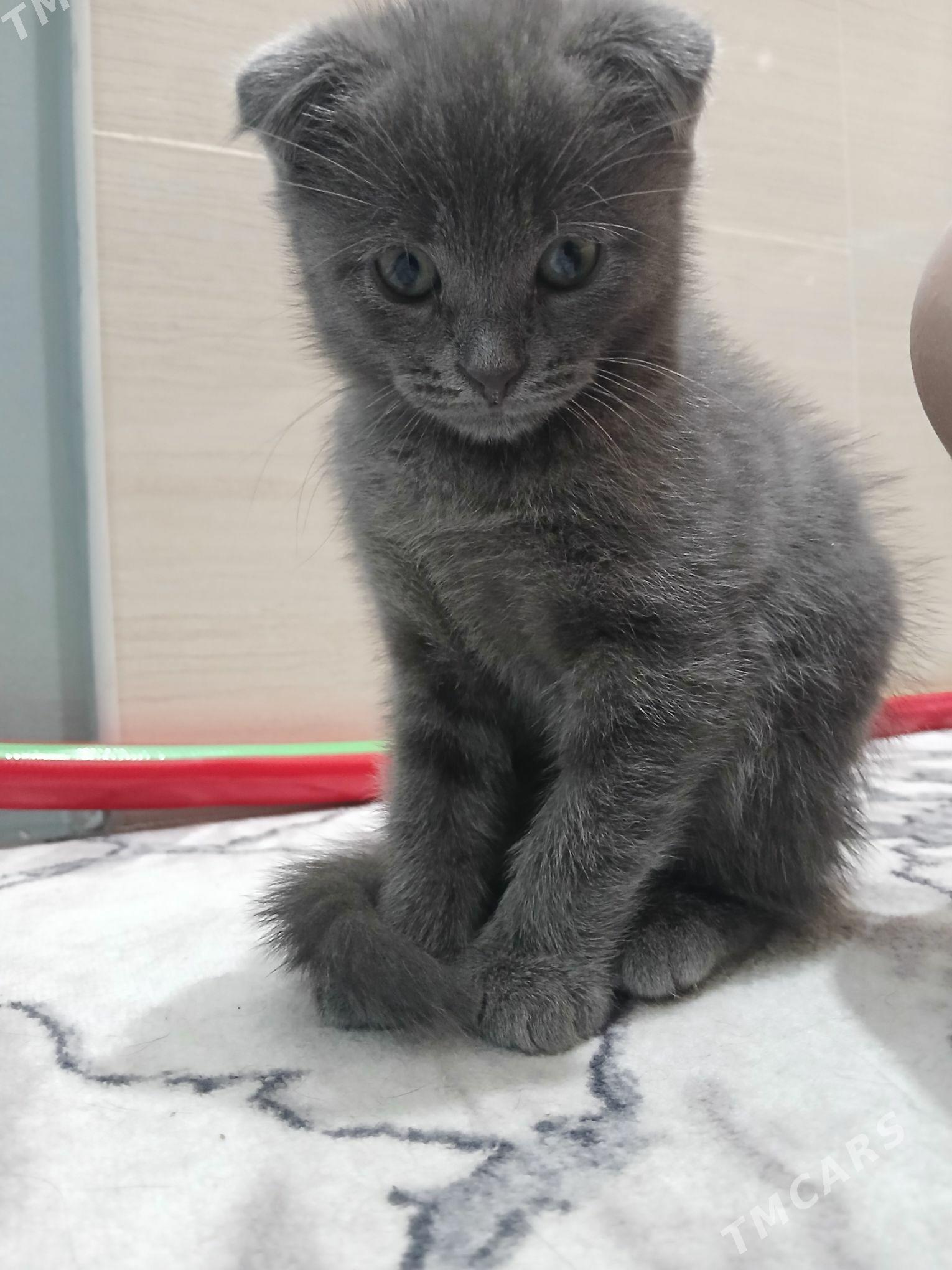 Котенок Тоби 2,5 месяца - Мары - img 3