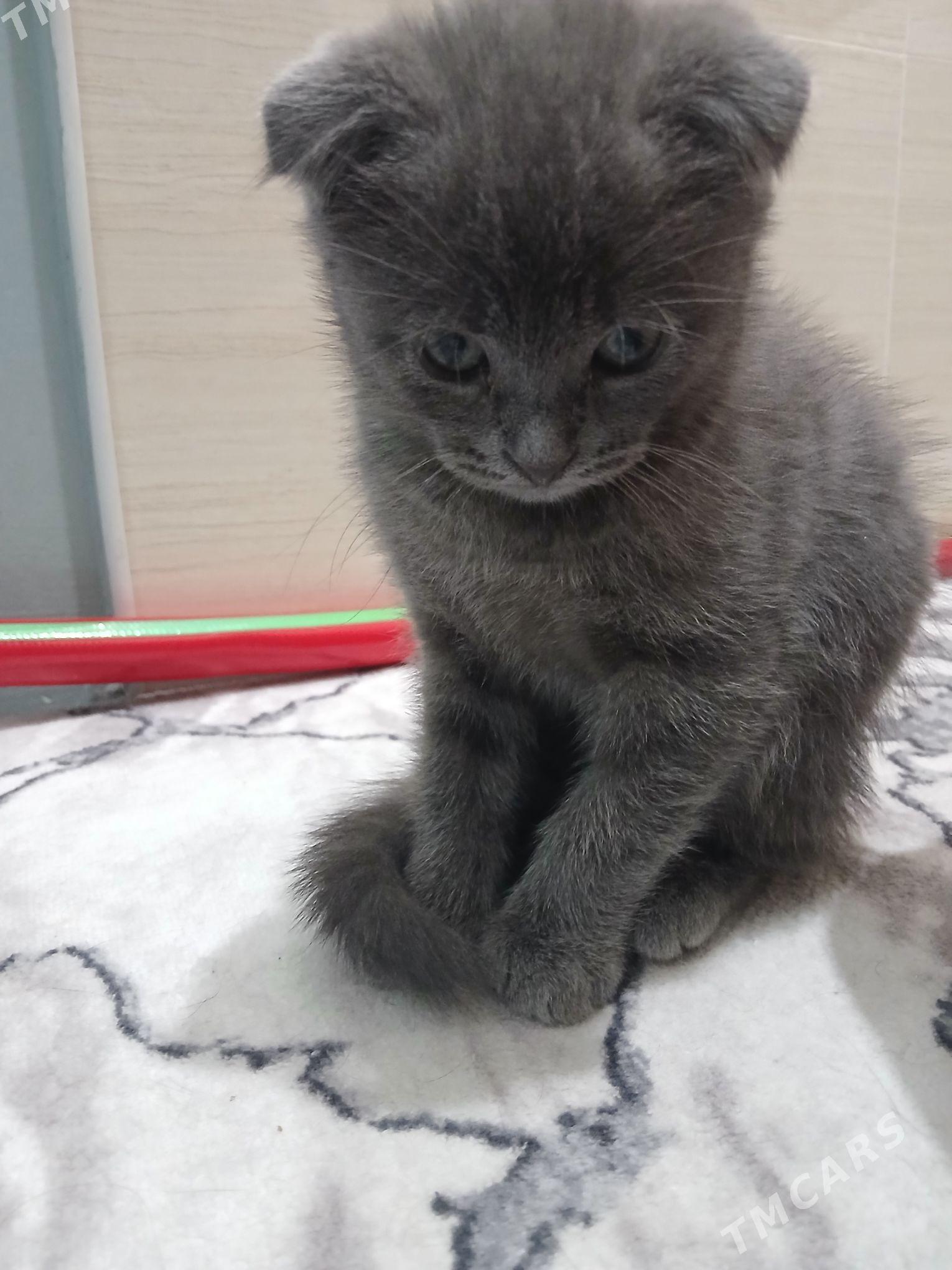 Котенок Тоби 2,5 месяца - Мары - img 1